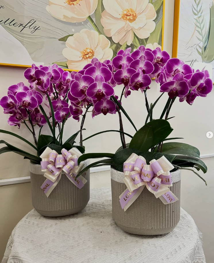 高雄買蘭花首推!繁花花藝工作室,讓優雅生活從一盆蘭花開始 3 螢幕擷取畫面 2025 09 15 112651